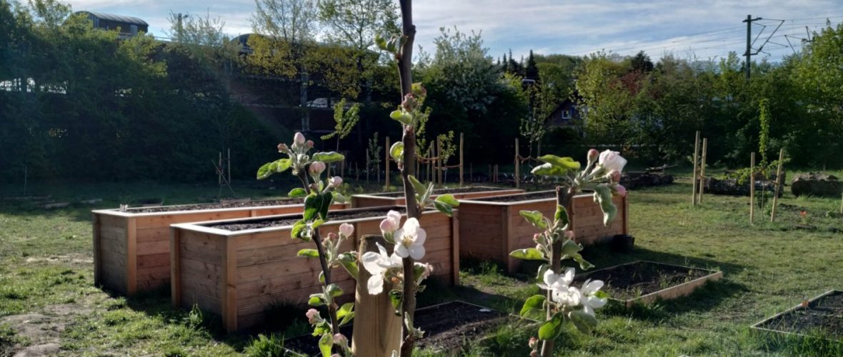 SPD will Planungssicherheit für den Stadtteilgarten Neuwiedenthal